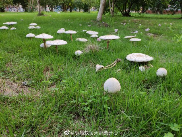 连日秋雨绵绵 家里又有哪些地方长蘑菇了？